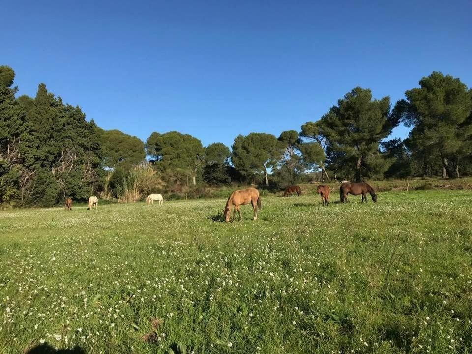 לינה וארוחת בוקר פרדו Domaine Cap Rubis מראה חיצוני תמונה